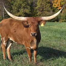 N8ive Southern Bellz