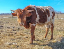 TEMPT YOU TO THE TOP