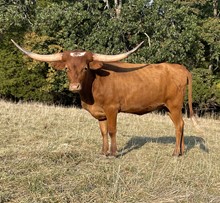 MW GERTRUDE