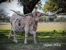 ILLINI Q B-B  TAG 230