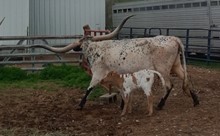 Chuckwagon Ellie