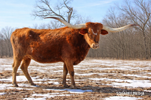 The 1st American Baby