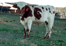 Un-named bull calf