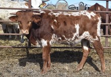 JBR WROUGHT IRON 509